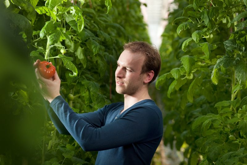 tomaten in kas